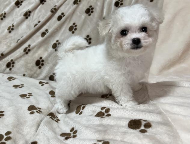 ビションフリーゼ
