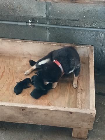柴犬豆柴