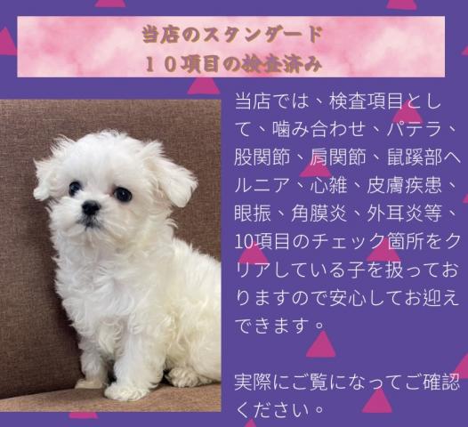 マルチーズ【ワンプライス特価】人気のマルチーズ🌸おトイレを覚えた賢い子🌸お問い合わせ9件入ってます🌸 売り出し最終日の最終特価🌸