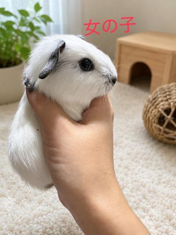 ロシアンスモーク