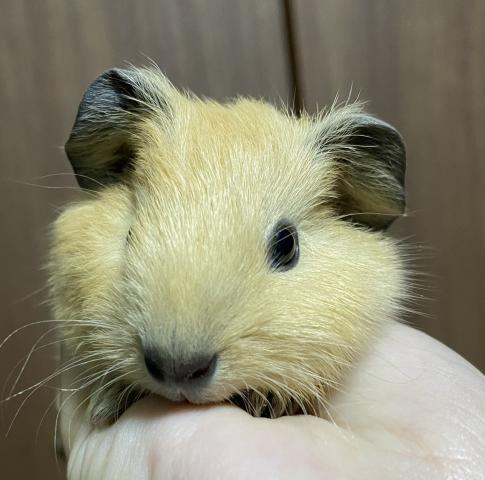 ロシアンスモーク