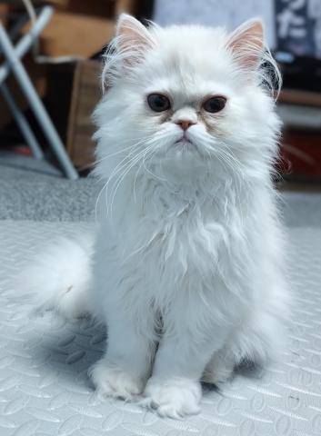 ペルシャ・ヒマラヤン