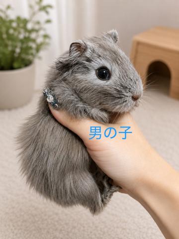 シェルティモルモット