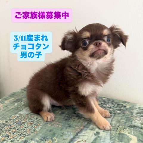 チワワ（ロングコート）