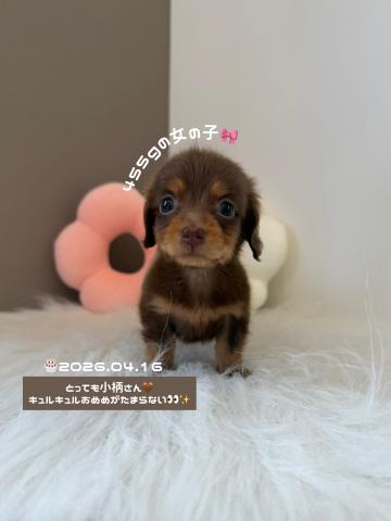 ミニチュアダックスフンド☆お迎え総額☆