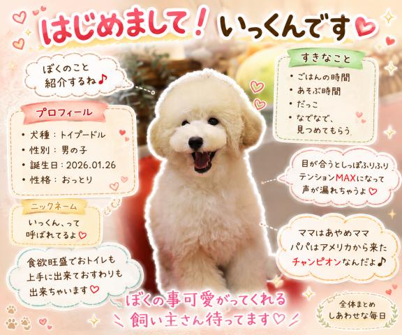 トイプードル