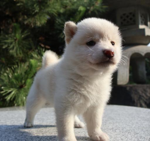 柴犬