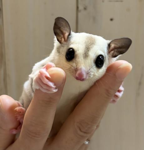 プラチナ