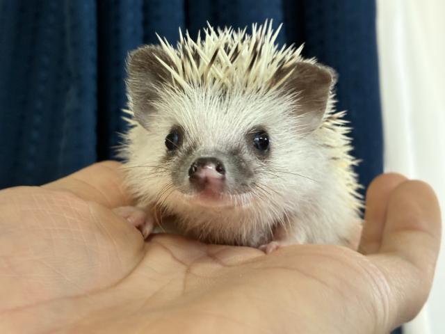 ハリネズミ