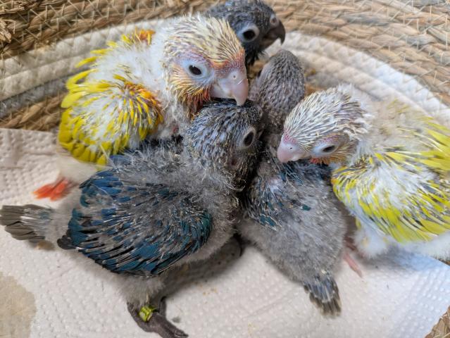 ホオミドリアカオウロコインコ