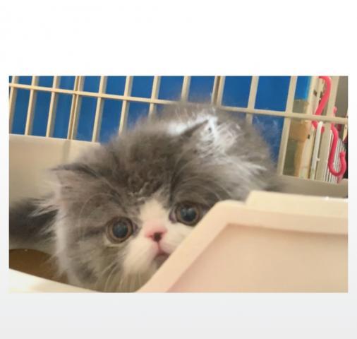 エキゾチックショートヘアー