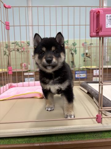 柴犬