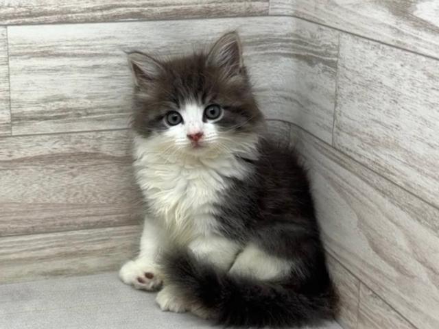 ノルウェージャンフォレストキャット