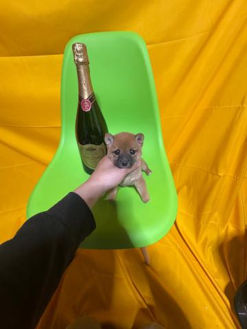 柴犬極小豆柴2.7kg成犬時予想😃