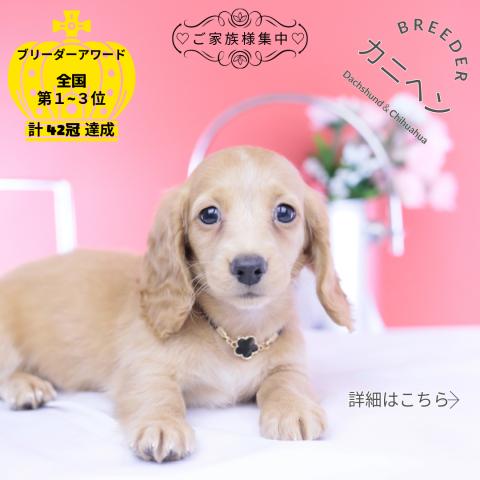 カニヘンダックスフンド ロング