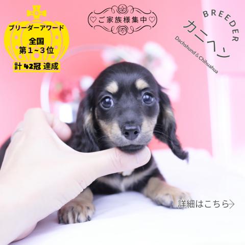 カニヘンダックスフンド ロング