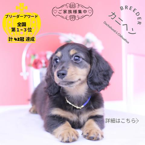 カニヘンダックスフンド ロング