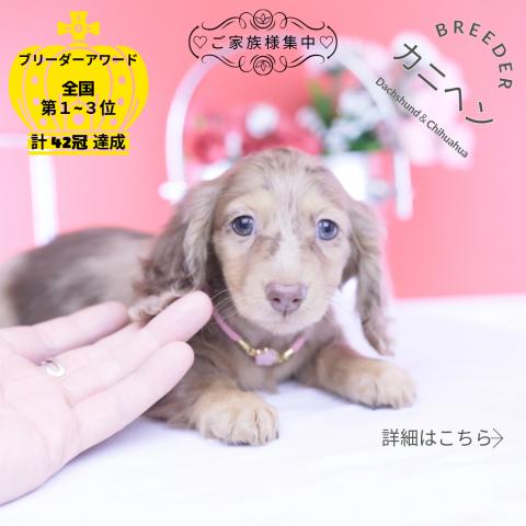 カニヘンダックスフンド ロング