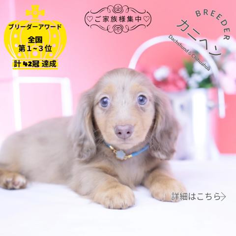 カニヘンダックスフンド ロング