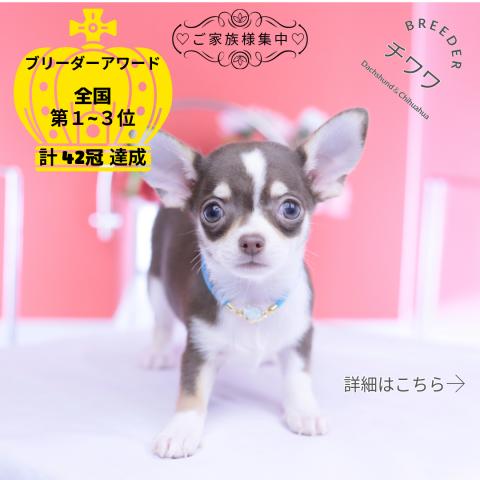チワワ スムース
