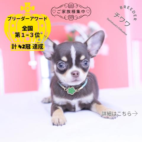 チワワ スムース