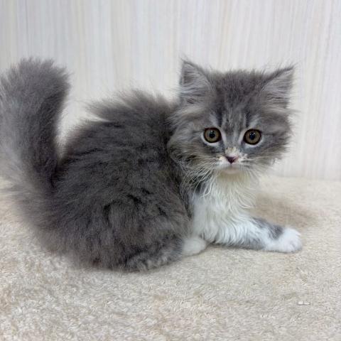 ブリティッシュロングヘアー