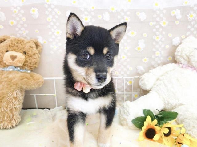 柴犬
