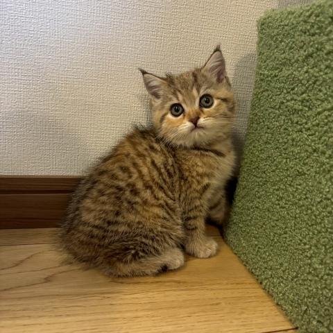 スコティッシュフォールド