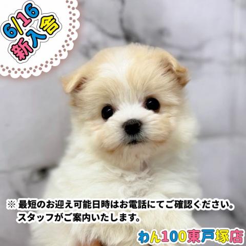 MIXマルチーズ×ポメラニアン
