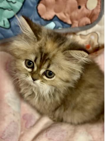 エキゾチックロングヘアー