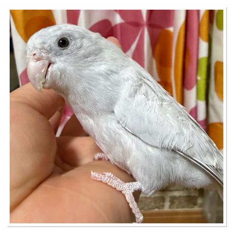 マメルリハ モーヴダリュート