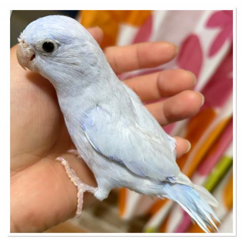 マメルリハ コバルトダリュート