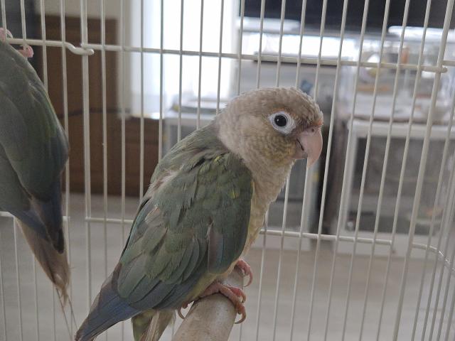 ウロコインコ