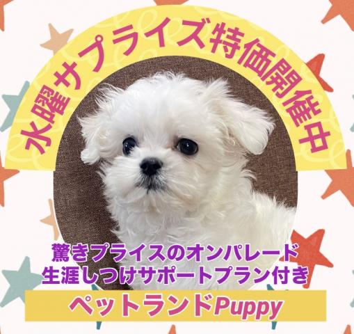 マルチーズ【水曜サプライズ特価】人気のマルチーズ🌸おトイレを覚えた賢い子🌸お問い合わせ12件入ってます🌸地域最安値🌸業販プライス🌸