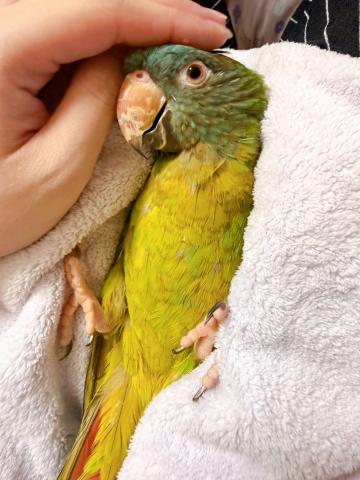 トガリオインコ