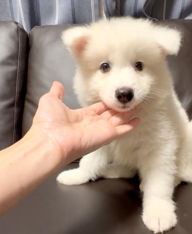 サモエド