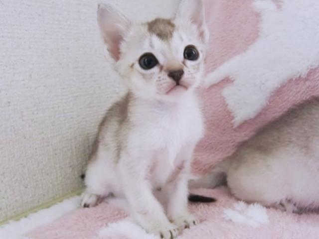 シンガプーラ