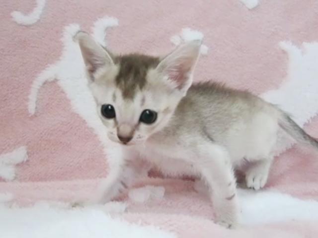 シンガプーラ