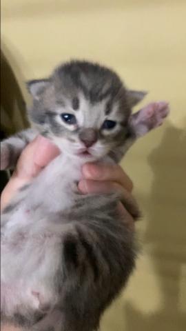 ノルウェージャンフォレストキャット