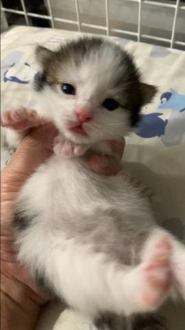 ノルウェージャンフォレストキャット