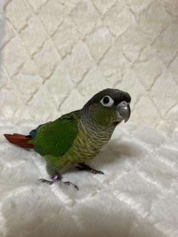 ウロコインコ