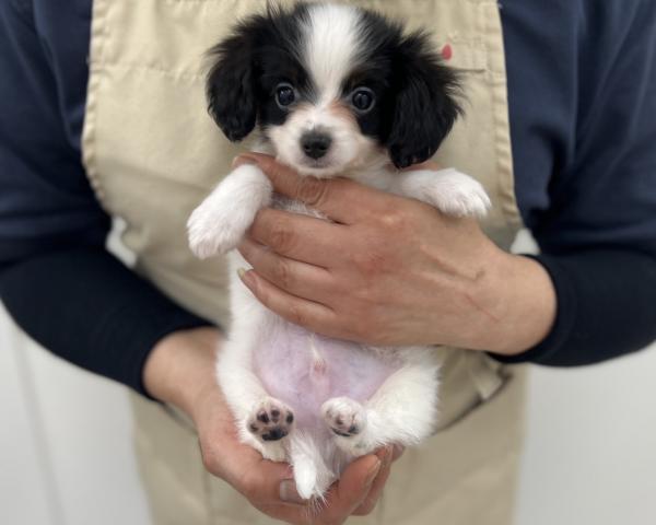 パピヨン
