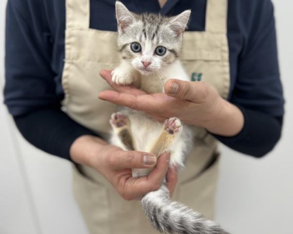 マンチカン