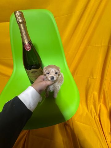 MIX1.2kg成犬時予想極小マルプー😃