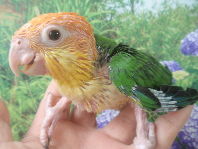 シロハラインコ♪ 雛 (^_-)-☆