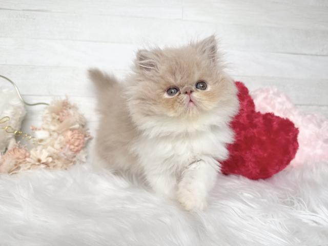 エキゾチックロングヘアー