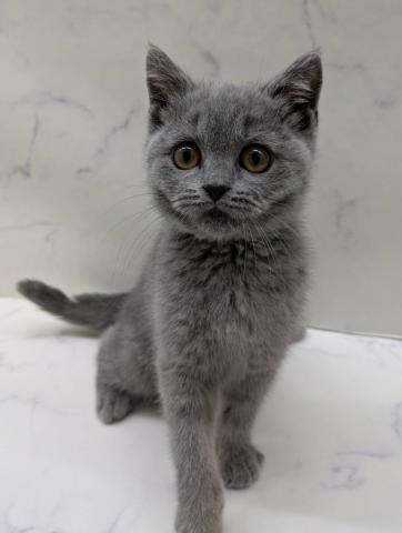 ブリティッシュショートヘア