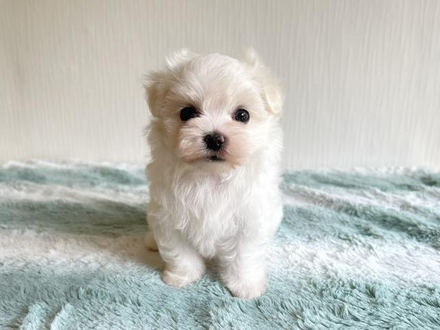 マルチーズ