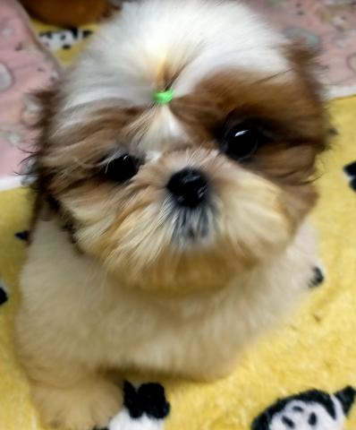 シーズー♪ジェリーナまま’の3兄妹