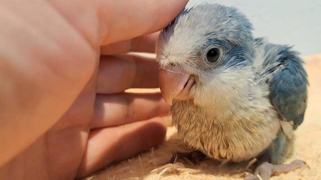オキナインコ ブルーオパーリン